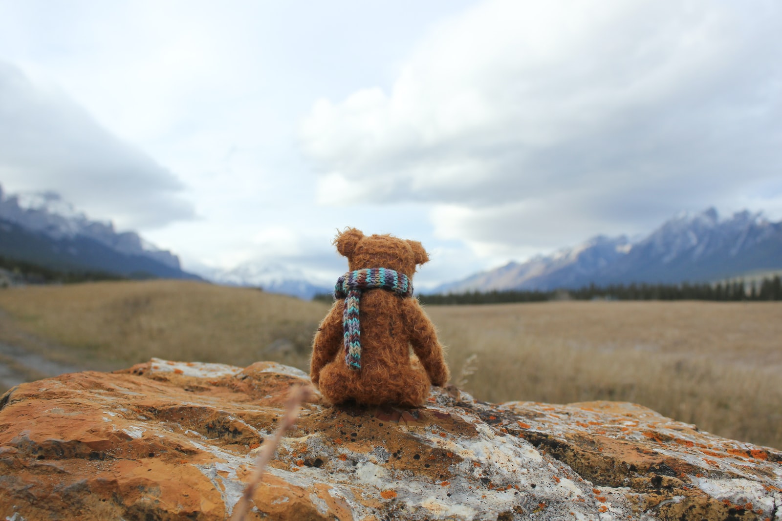 bear plush toy on rock enjoying the mountain view