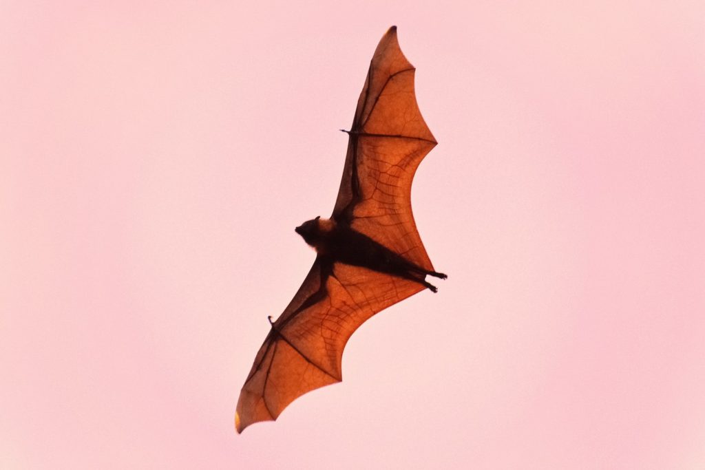 brown bat gliding through pink sky