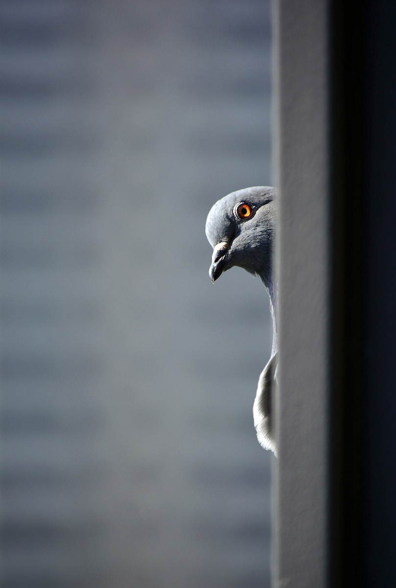 gray and white pigeon hiding behind a gray metal bar